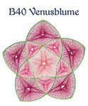 DL B40 Venusblume